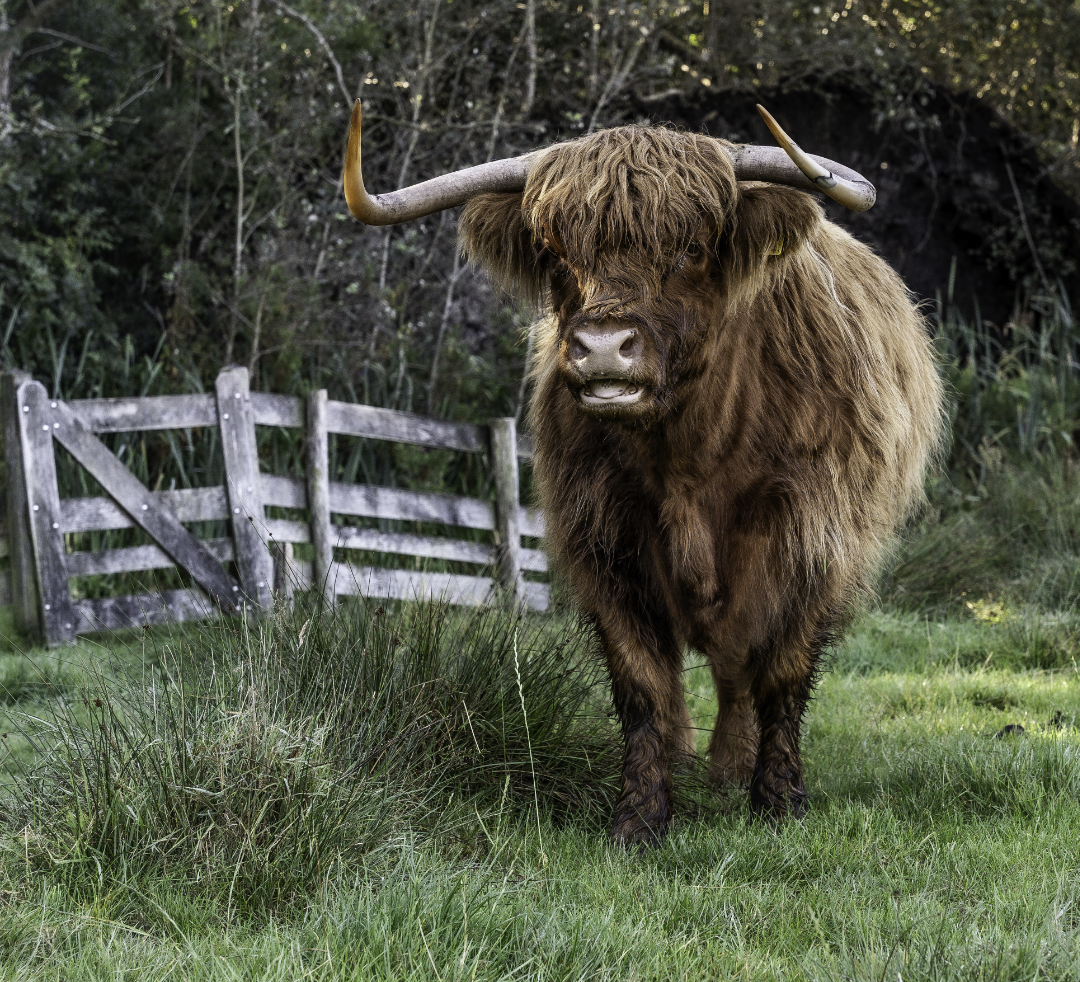 Schotse Hooglander